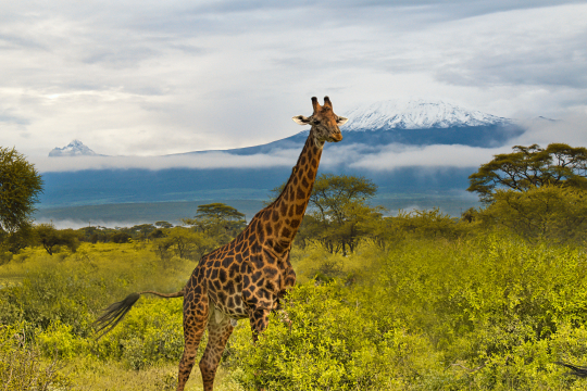 Giraffe zwischen Sträuchern, im Hintergrund der Kilimandscharo